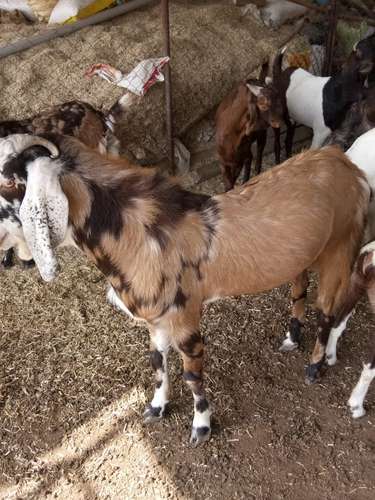 Sirohi & Totapari Gots — photo 4