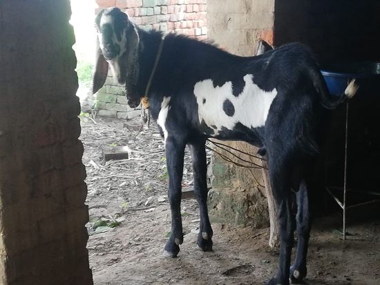 Beetal Bakra ori — photo 2