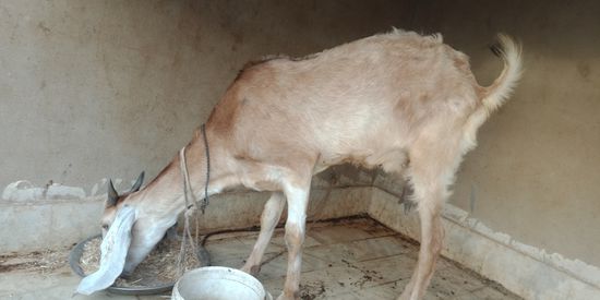 Bakri — photo 2