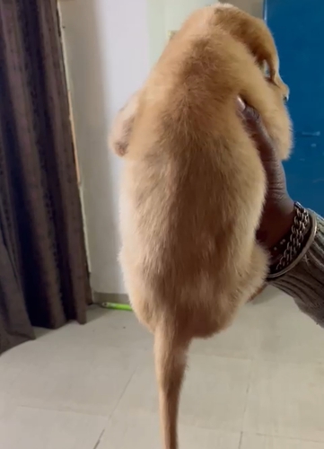 Labrador Puppy — photo 2