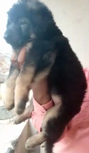 German Shepherd Puppy — photo 3