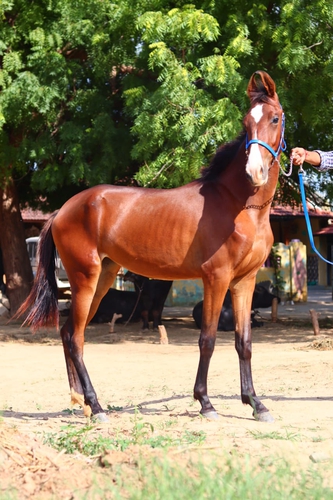 Marwadi horse — photo 2