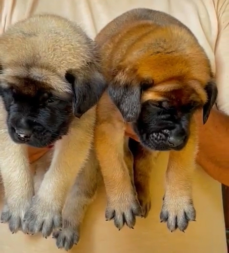 English Mastiffs Puppy — photo 5