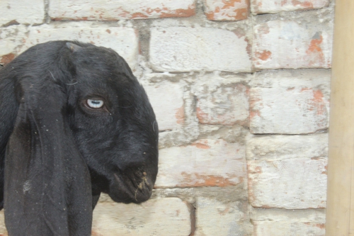 Beetal Pure Goat — photo 3