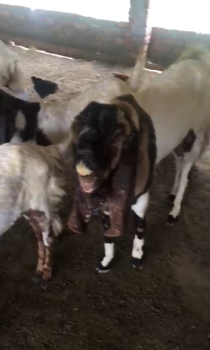 Totapuri Goat — photo 5