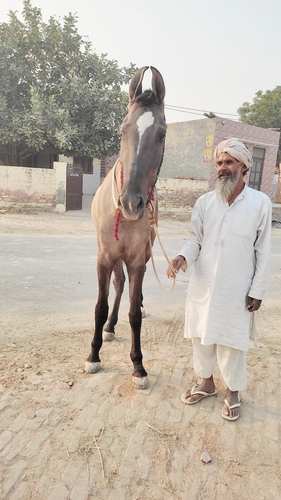 Marwari Horse — photo 3