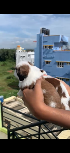 Sitzu female puppies — photo 4
