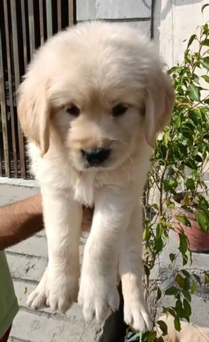 Golden Retriever Puppy