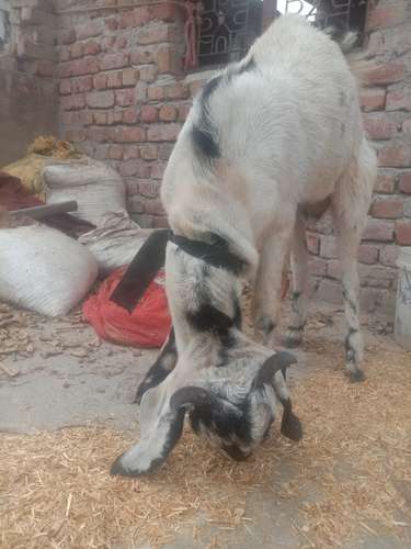 Desi Goat — photo 3