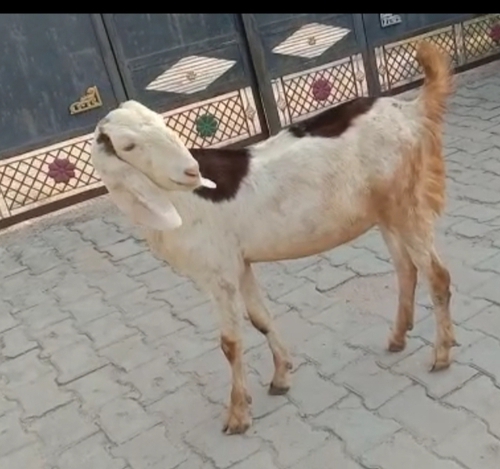 Pure Sojat Goat — photo 2