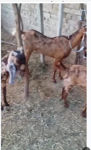 Sirohi female goat 4 piece — photo 2