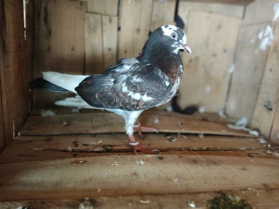 White piegeons — photo 3