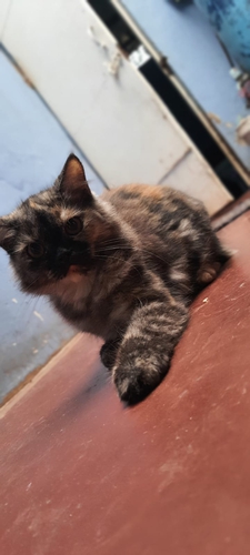 Doll Face Cat