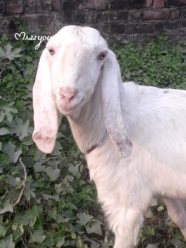 Gulabi Patira Goat — photo 2