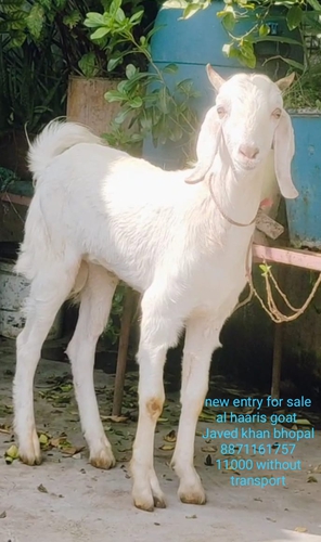 Kota Male Goat — photo 2
