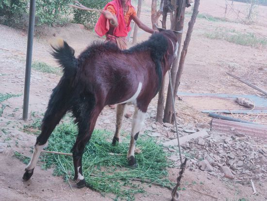 लाल काला बकरा — photo 3
