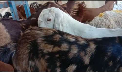 Sirohi Goat