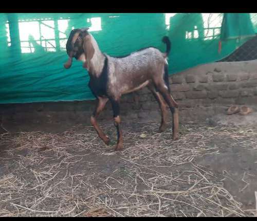 Beetal Goat