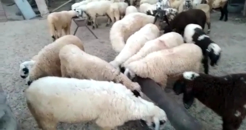 Sheep — Sheep, Kishangarh, India