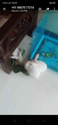 Indian Rabbit — photo 3