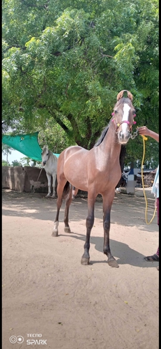 Horse — Horse, Gujarat, India