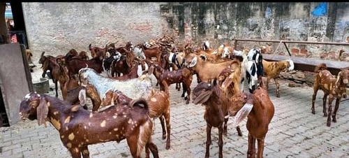 Sirohi , Gujri , Ajmeri Goat — photo 6