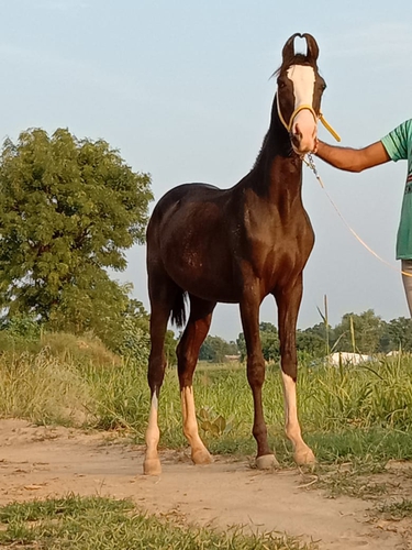 Great Gambler Mare — photo 2