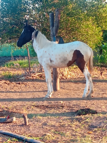 Marwari Horse — photo 5