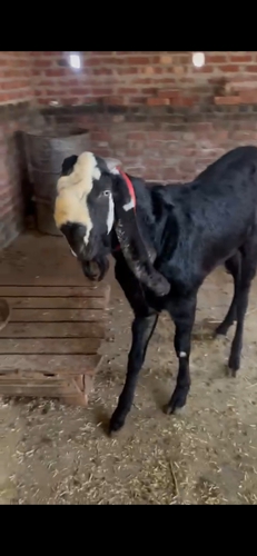 Goat — Beetal Goat, Uttar Pradesh, India