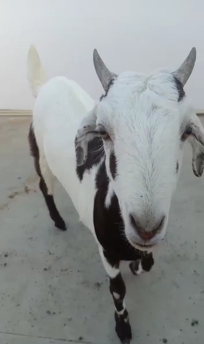 Goat — Desi Goat, Uttar Pradesh, India