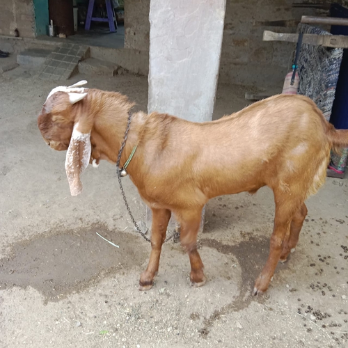 Totapuri Goat — photo 4