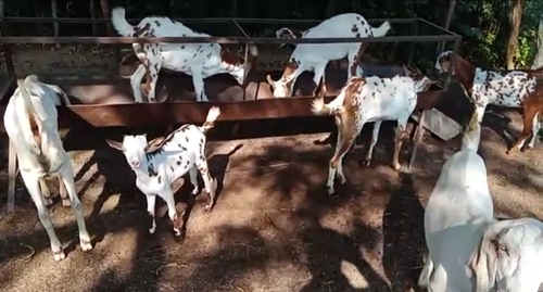 Barbari Goat  — photo 2