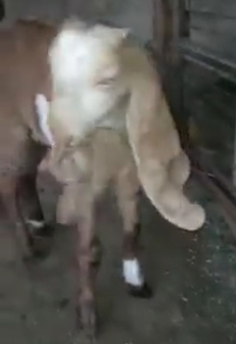 Haidrabadi Goat