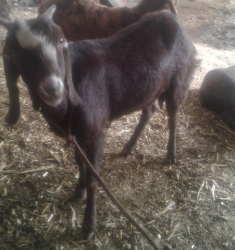 Sirohi Goat — photo 4