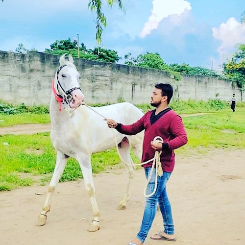 Marwari Horse — photo 2