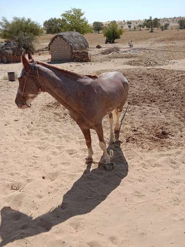 Sindhi horse