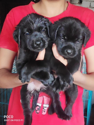 Black Labrador — photo 2