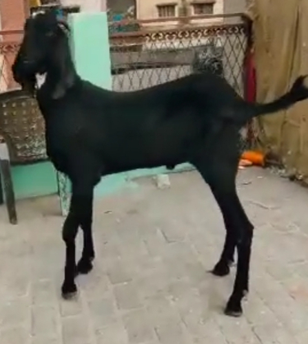 Beetal Goat — photo 2