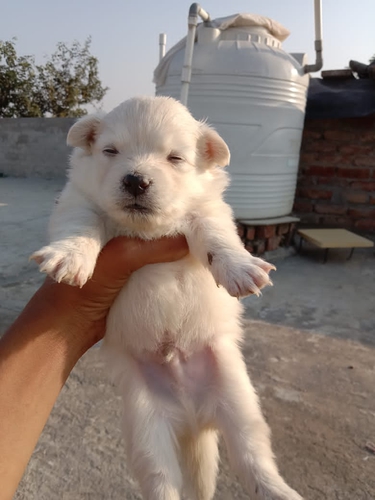 Pomeranian Puppy
