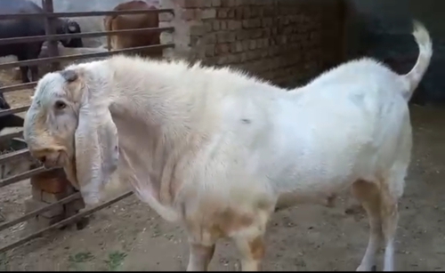 Punjabi Breeder  — photo 3