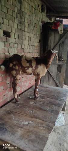 Desi Goat — photo 2