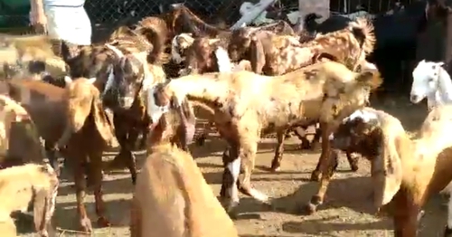 Sirohi Goat — photo 2