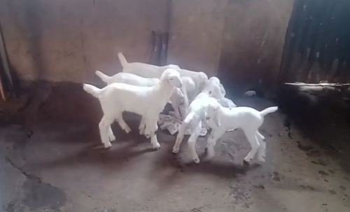 Hydrabadi,Sojat Goat — photo 5