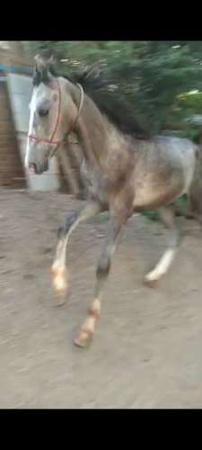 Marwadi child horse — photo 3
