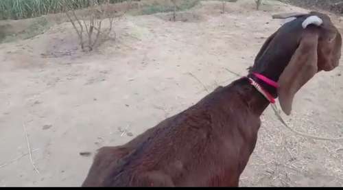 Beetal Female Goat — photo 2
