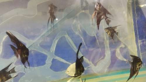 Angel Fish — photo 2