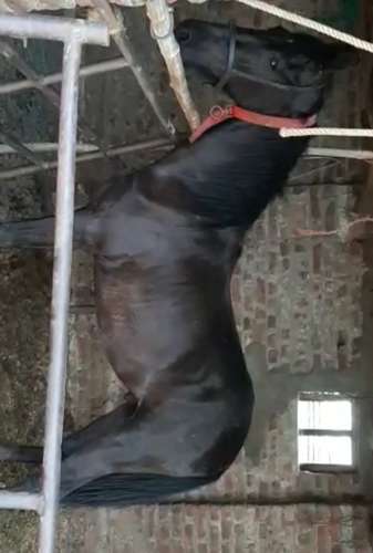 Marwadi Horse 🐎 — photo 2