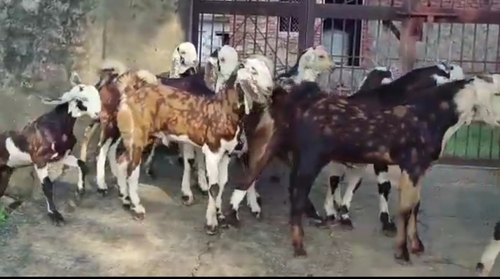 Gujari Goat  — photo 4
