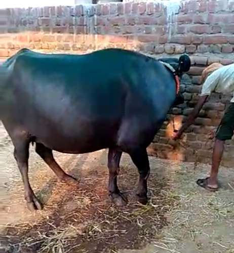 Murraha Buffalo — photo 2