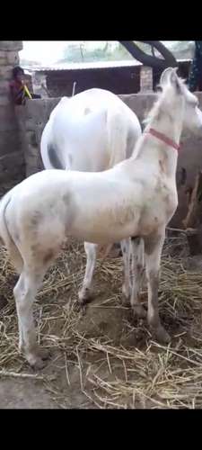 Punjabi horse